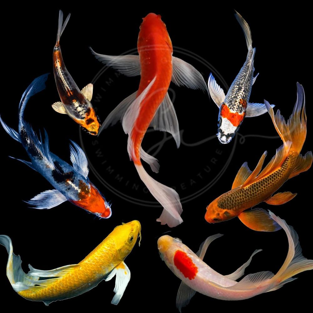 Live Fish Aquarium - Pesci Koi Vivi Assortiti per Laghetti