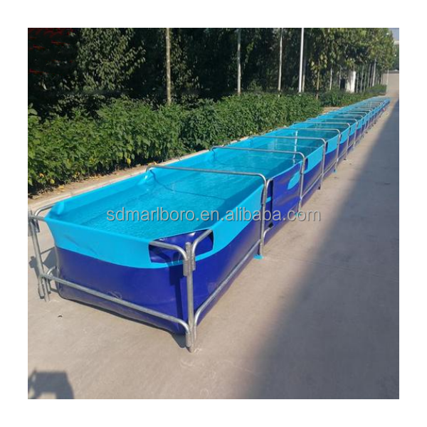 AIROW Acquario Quadrato Traspa - Aquarium Fish Sale recensione e prezzo