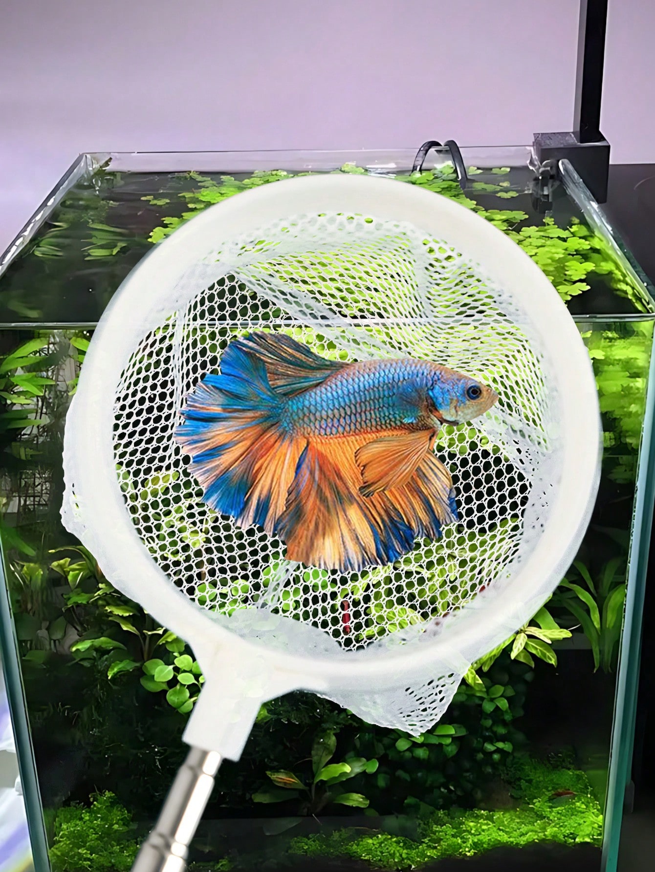 Rete per Pesci da Acquario - R - Aquarium Fish Net recensione e prezzo
