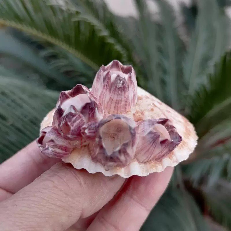 Conchiglia Naturale Viola di C - Aquarium Fish Parasites recensione e prezzo