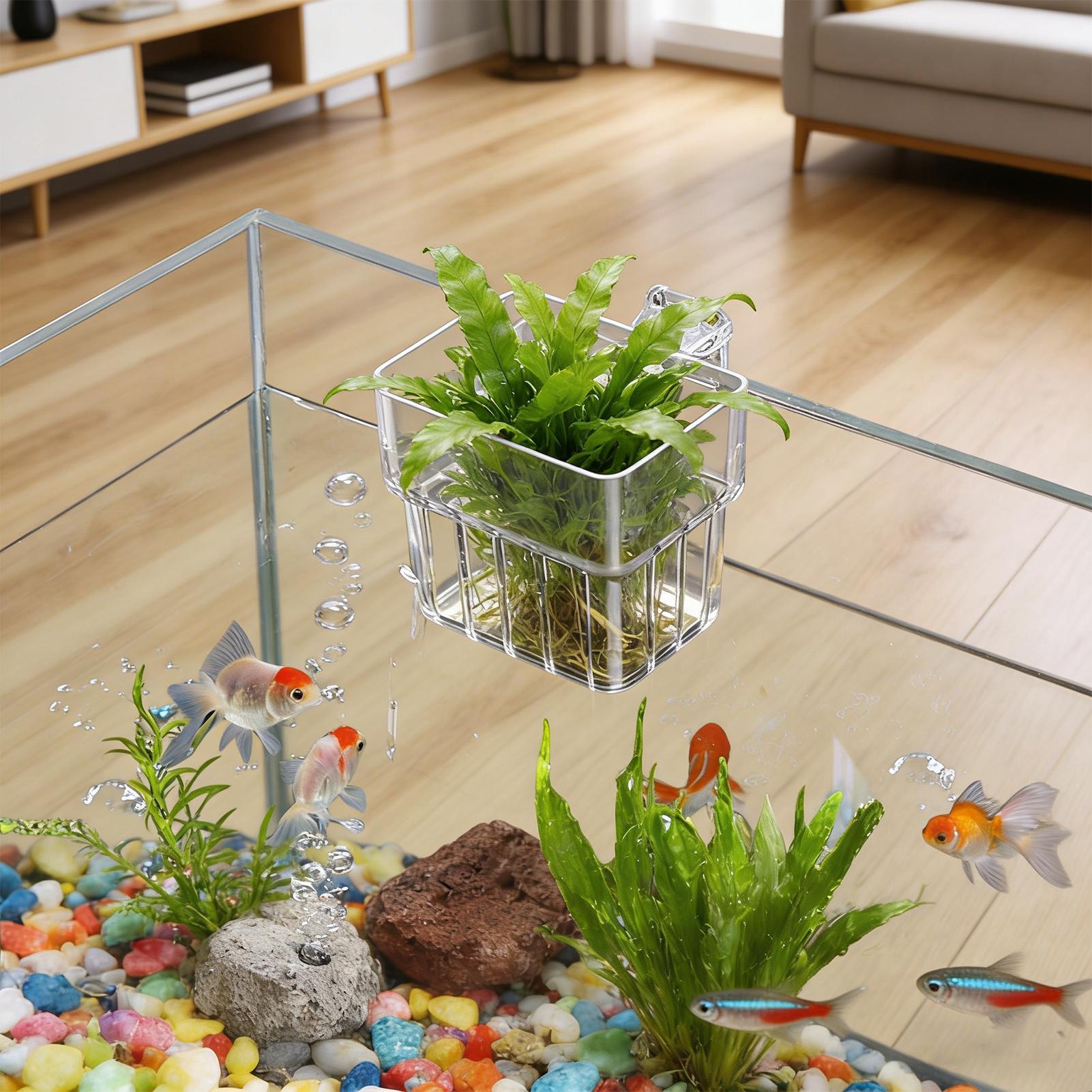 Supporto Trasparente per Piant - Aquarium Fish Quarantine recensione e prezzo