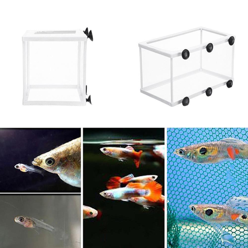 Scatola isolante per incubazio - Aquarium Fish Net recensione e prezzo