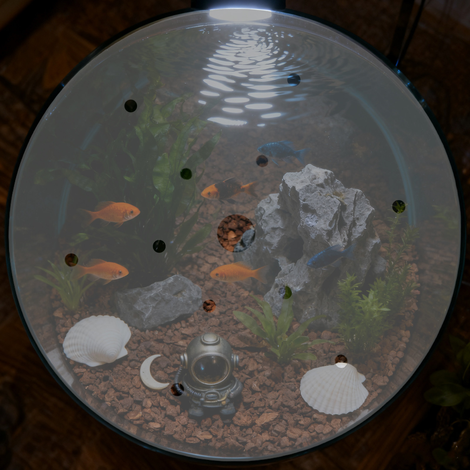Coperchio Rotondo in Acrilico  - Aquarium Fish In Bowl recensione e prezzo
